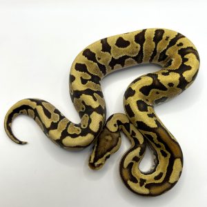 Macho Fire Puzzle poss het Hypo
