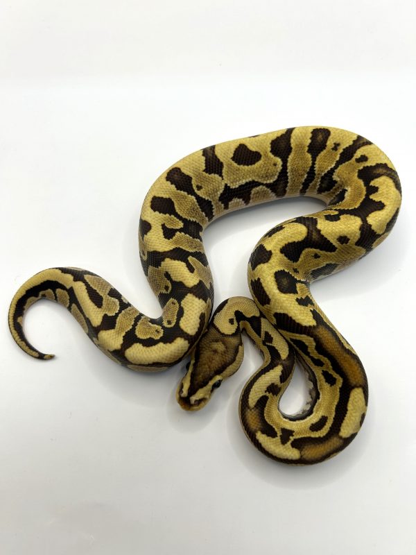 Macho Fire Puzzle poss het Hypo
