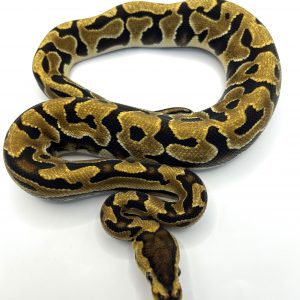Macho Puzzle het Hypo