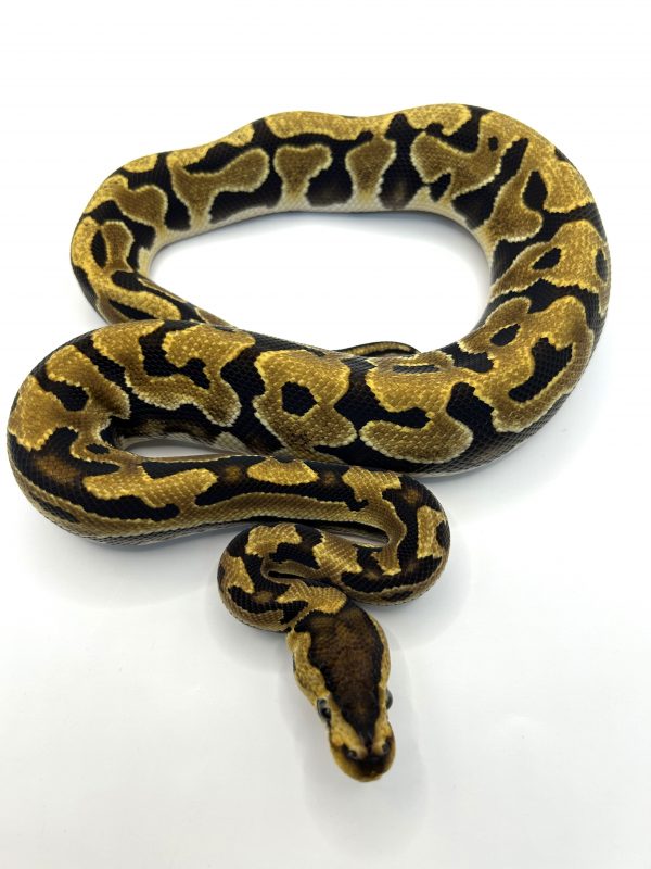 Macho Puzzle het Hypo