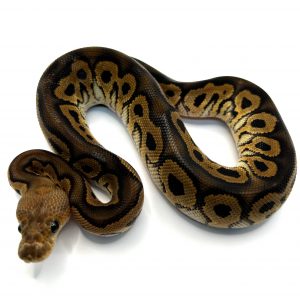 Macho Bp chocolate Clown het DG