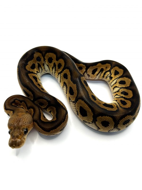 Macho Bp chocolate Clown het DG