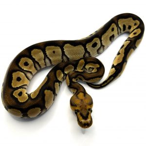 Macho Chocolate Clown het Dg