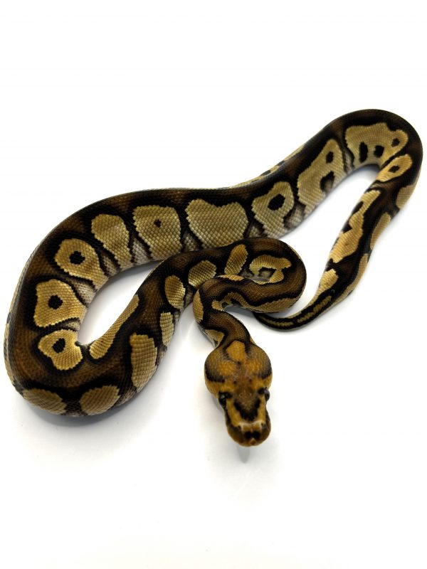 Macho Chocolate Clown het Dg