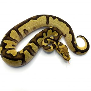 Macho Chocolate Enchi Clown het Dg