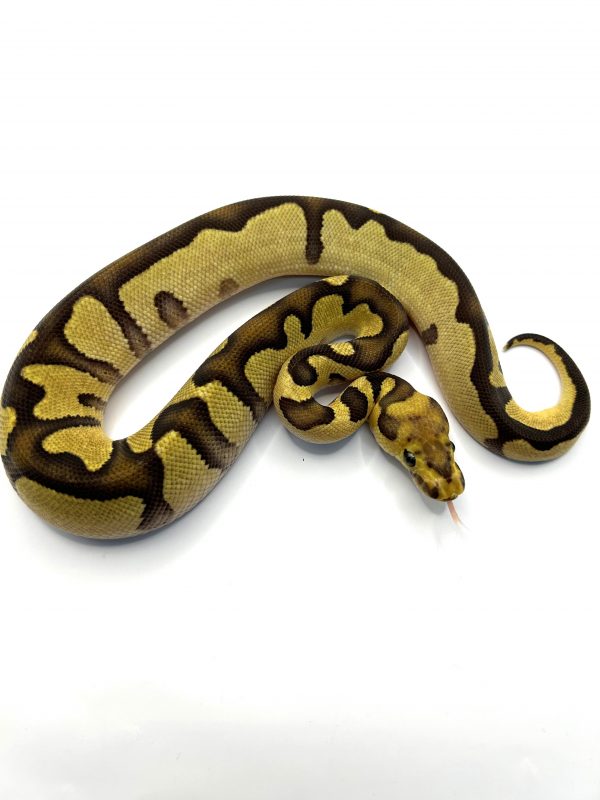Macho Chocolate Enchi Clown het Dg