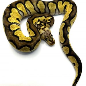 Hembra Chocolate Pastel Clown het Dg