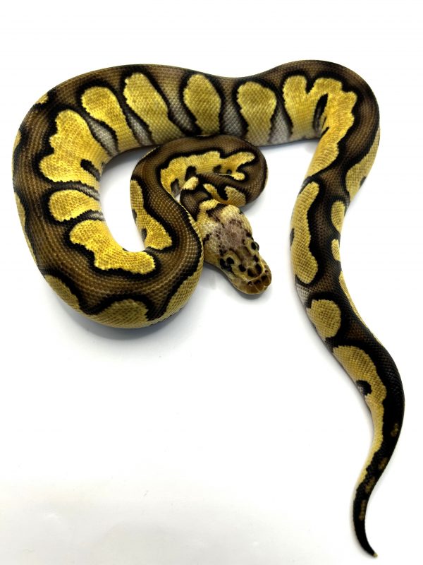 Hembra Chocolate Pastel Clown het Dg