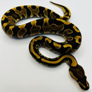 Macho Chocolate Yb Quad Het Dg Hypo Clown Pied