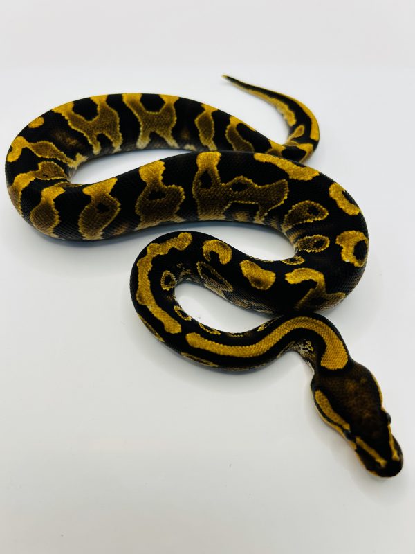 Macho Chocolate Yb Quad Het Dg Hypo Clown Pied