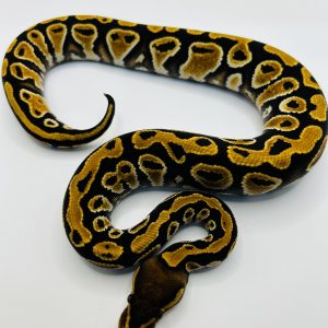 Macho Cypress Jaguar yb