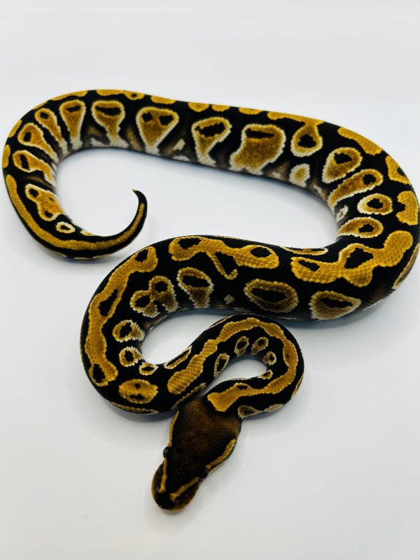 Macho Cypress Jaguar yb