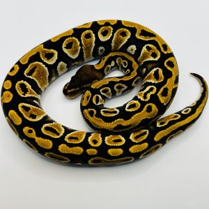 Macho Od Cypress Jaguar Yb