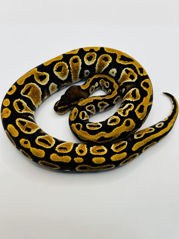 Macho Od Cypress Jaguar Yb
