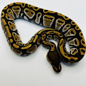 Macho Cypress Jaguar