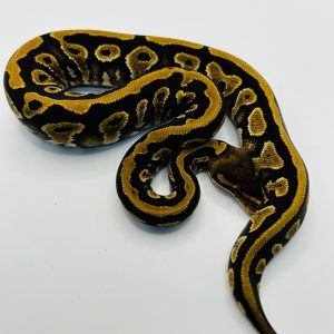 Hembra Cypress Jaguar Yb