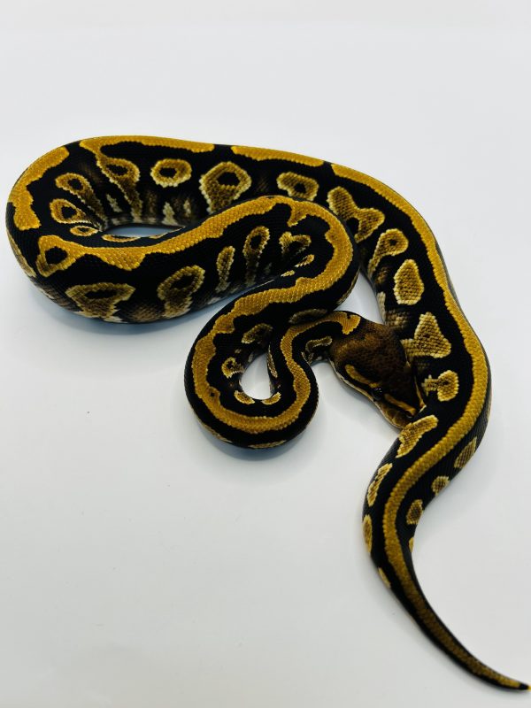 Hembra Cypress Jaguar Yb
