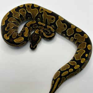 Hembra Jaguar Yb