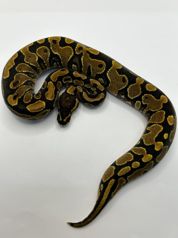 Hembra Jaguar Yb