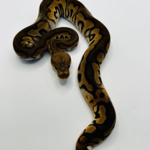Macho Bp Chocolate Clown Het Dg