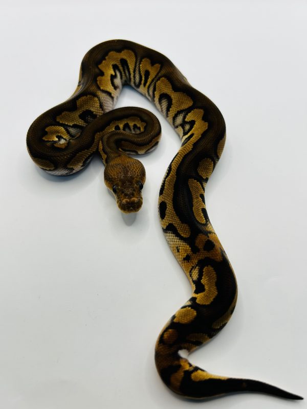 Macho Bp Chocolate Clown Het Dg