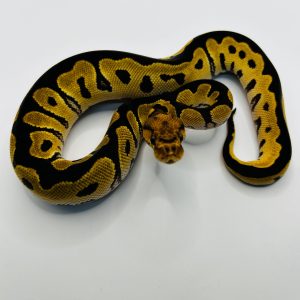 Macho Od Clown het Dg het Hypo