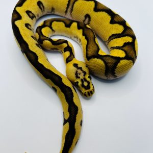 Macho Pastel Chocolate Enchi Dg
