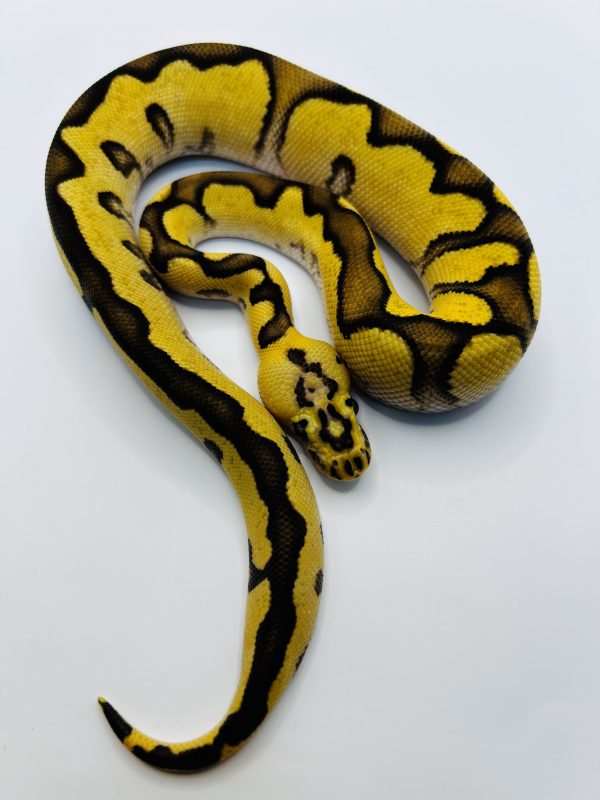Macho Pastel Chocolate Enchi Dg