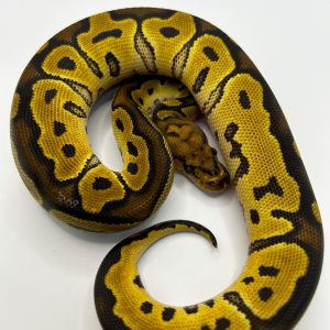 Hembra Clown het Ultramel