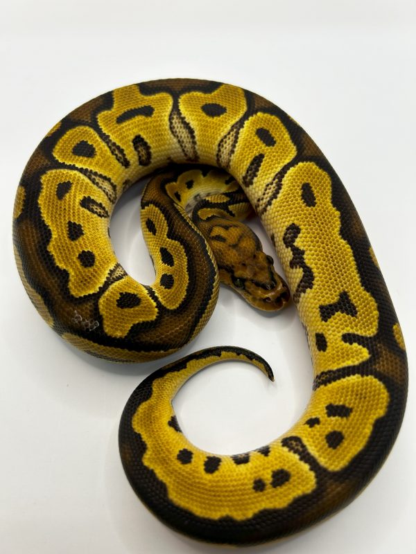 Hembra Clown het Ultramel