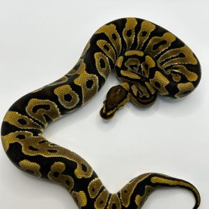 Hembra Crypton het Hypo