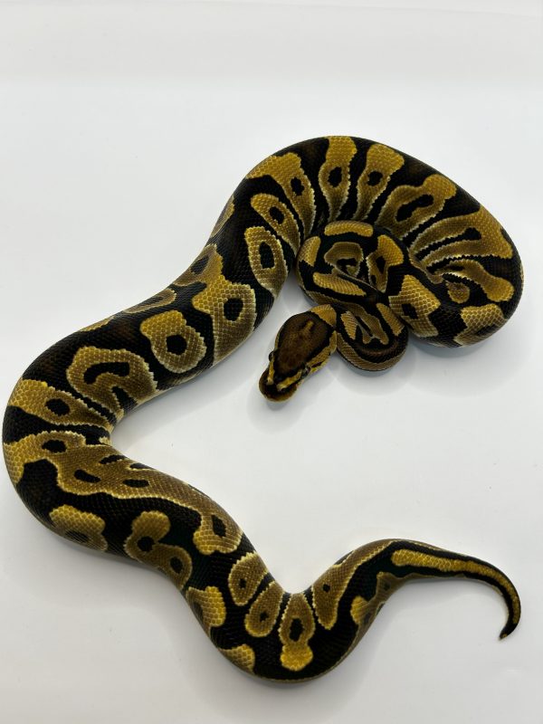 Hembra Crypton het Hypo