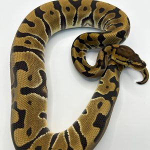 Macho Crypton het Hypo