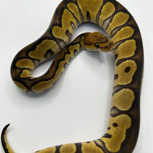 Hembra Chocolate Clown het Dg