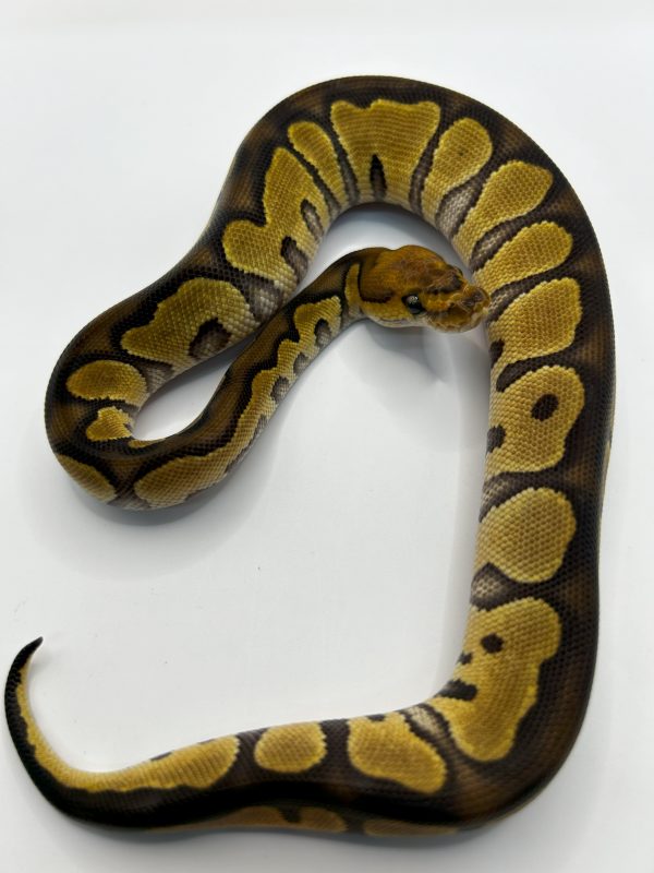 Hembra Chocolate Clown het Dg