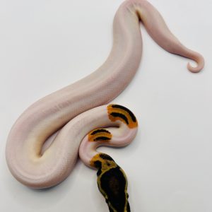 Macho Super Od yb pied