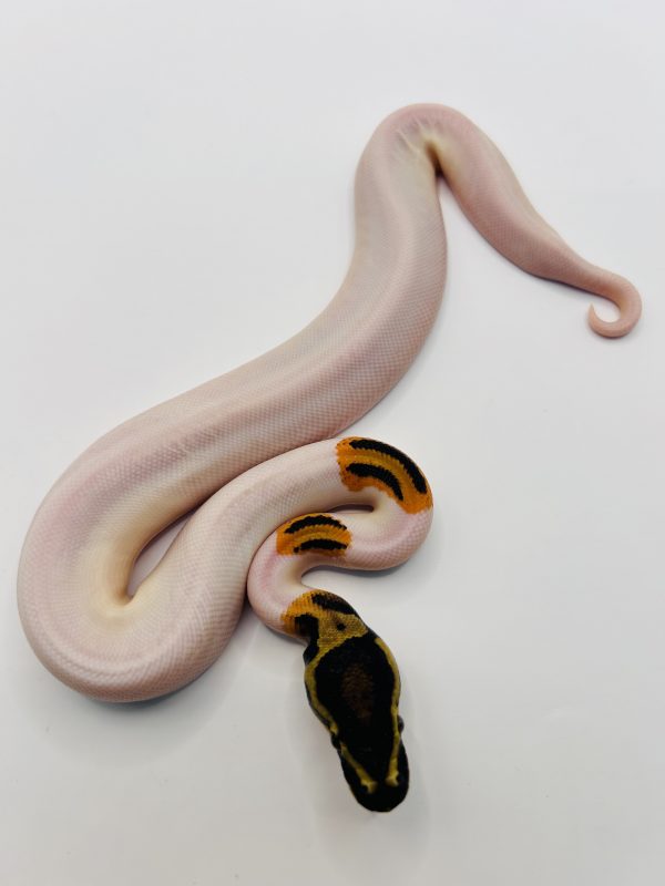 Macho Super Od yb pied