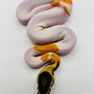 Macho Super Od yb Gene x Pied