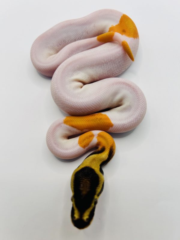 Macho Super Od yb Gene x Pied
