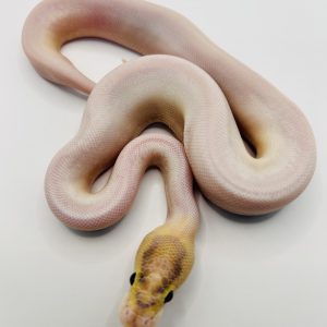 Macho Ivory pied ( Super Od Super Yb)