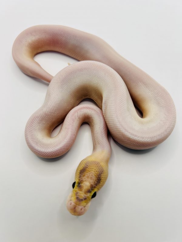 Macho Ivory pied ( Super Od Super Yb)