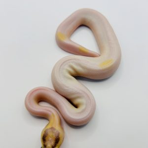 Hembra Ivory Pied (Super Od Super Yb)