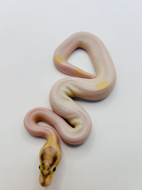 Hembra Ivory Pied (Super Od Super Yb)