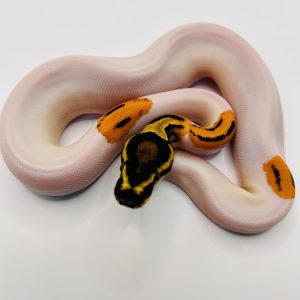 Hembra Super Od poss Yb Gene x Pied