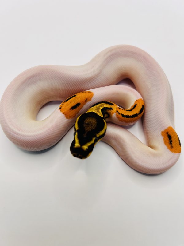 Hembra Super Od poss Yb Gene x Pied