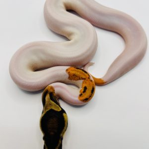 Hembra Super Od Yb Gene x Pied