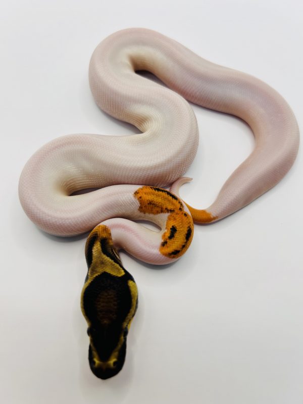 Hembra Super Od Yb Gene x Pied