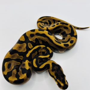Hembra Leopard Confusion poss Yb
