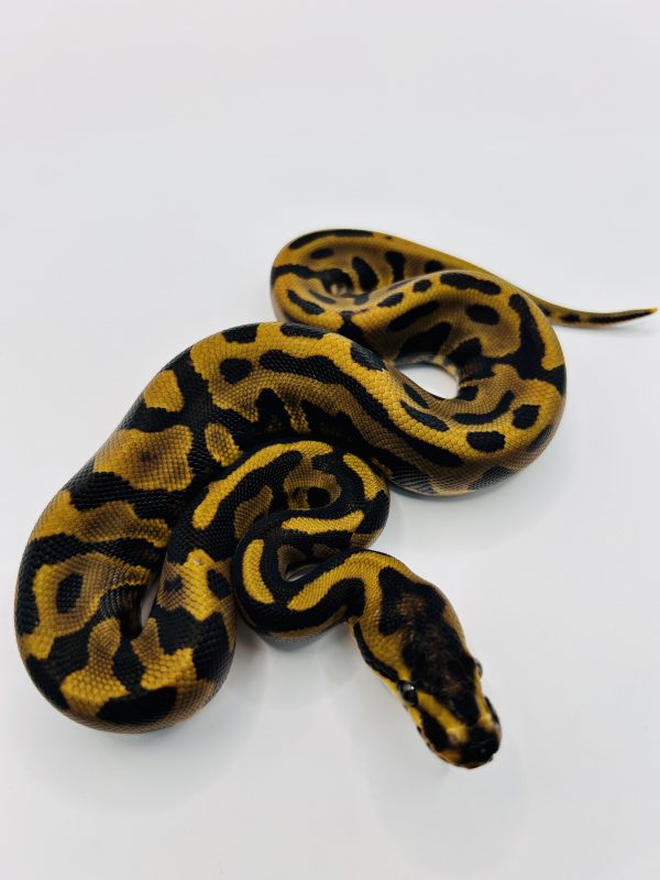 Hembra Leopard Confusion poss Yb