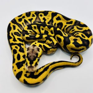 Hembra Super Pastel Leopard Enchi Yb Confusion